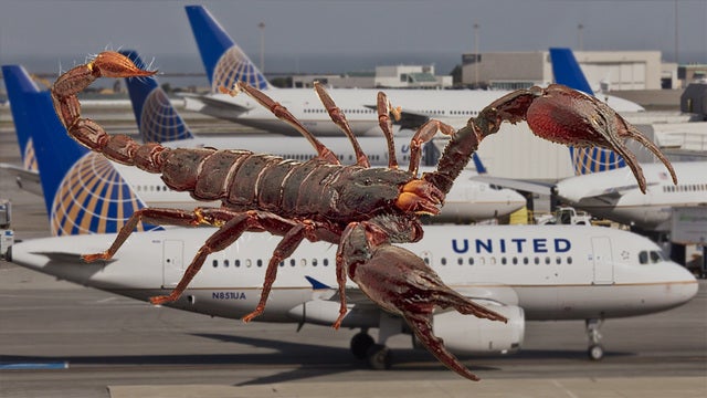 Scorpion on board United flight causes delays