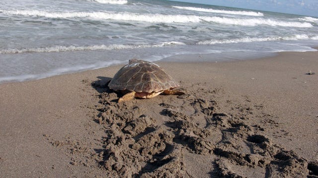 Here's what to do if you see a hurt or sick sea turtle, hatchling