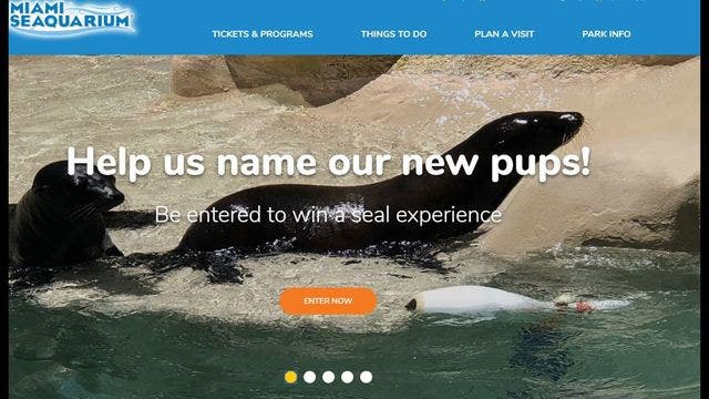 Name the seal pups Miami Seaquarium