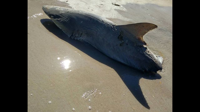 Gulp! Half-eaten shark washes up on Florida beach