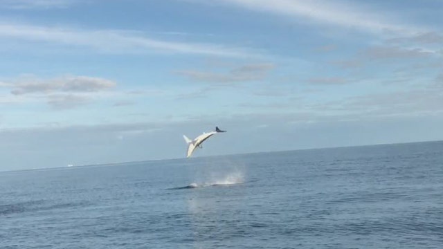WATCH: Shark takes bait, jumps out of water in Indian Rocks Beach