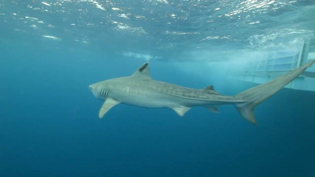 Shark found near death in South Florida swimming pool