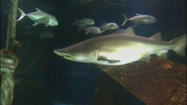 Shark expert reflects on record year for attacks