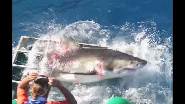 Amazing video shows great white shark breaking into cage with diver inside