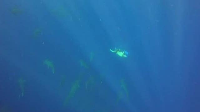 WATCH: Swimmers have close encounter with hammerheads
