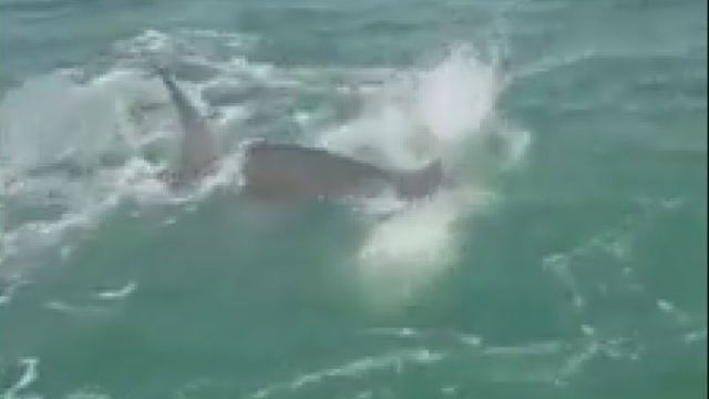 WATCH: Huge hammerhead intercepts fisherman's catch