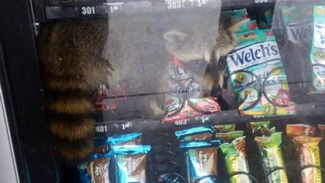 Snack bandit gets trapped in school vending machine