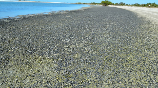 Cerith Snails take over Fort De Soto beach
