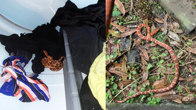 Safety Harbor woman finds snake inside her dryer