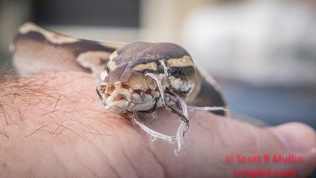 Ball Python found with its mouth sewn shut