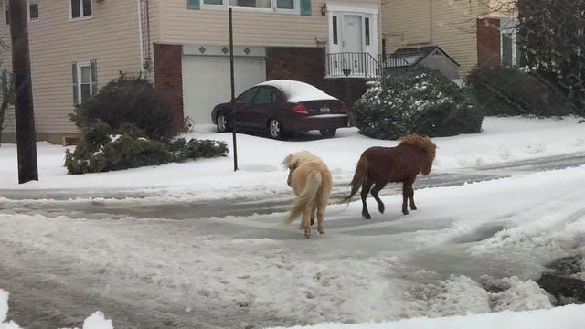 'Cowboy' NYPD officer rounds up Staten Island ponies loose in snowstorm
