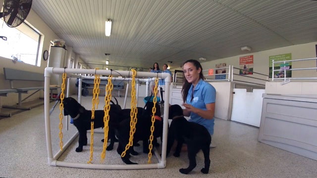 These pups are changing veterans' lives