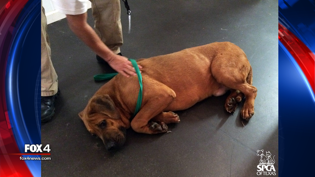 Dogs rescued from Korean dog meat farm arrive in Dallas