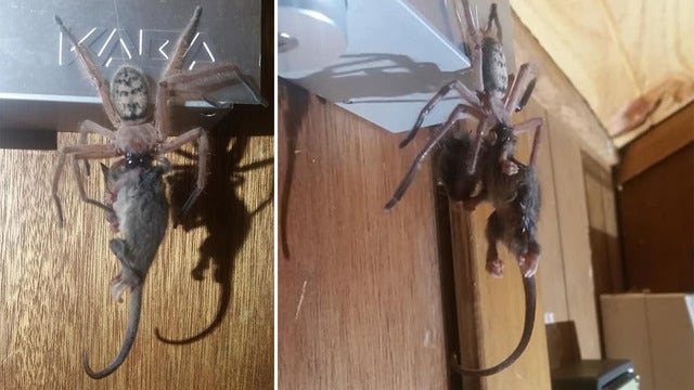 Guests witness massive huntsman spider eating a possum in their ski lodge