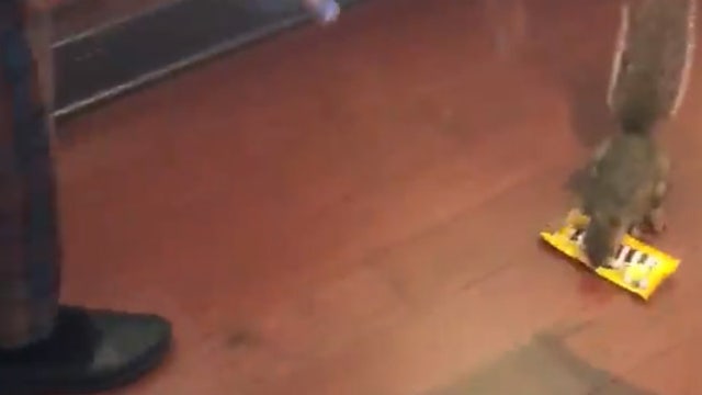 WATCH: Squirrel 'shoplifts' peanut M&Ms at Disney