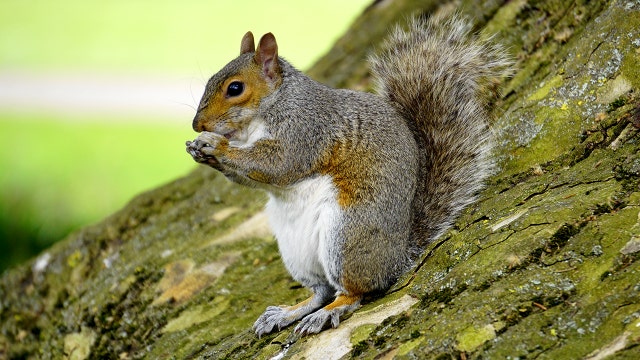 Squirrel attack injures at least 3 at Volusia senior center