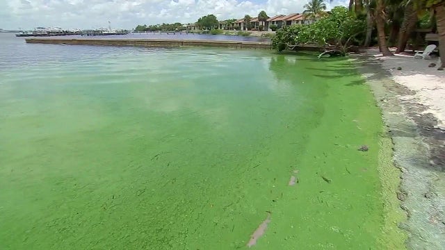 Florida's toxic algae crisis: Toxins found in air concern researchers