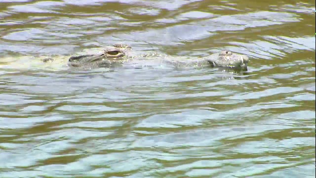 Crocodiles surviving and even thriving outside South Florida nuclear power plant
