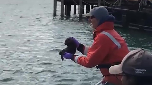 Newborn otter reunited with mother after becoming separated