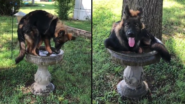 Dog beats the heat in tiny bird bath