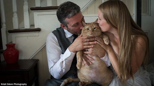 35-pound tabby cat stars in wedding photos with newly adopted family in Washington, DC