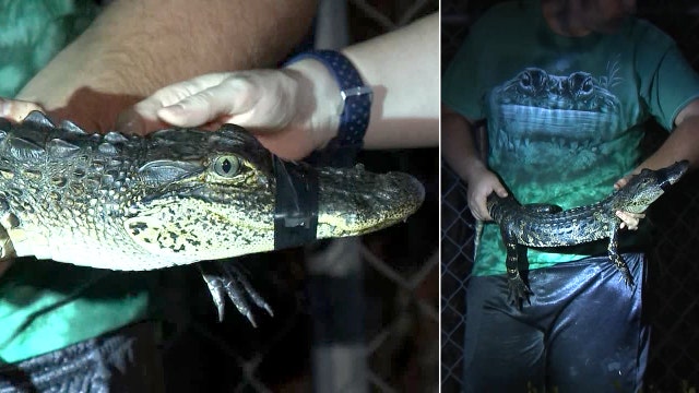 Baby gator found with tape around its mouth near Wimauma gas station