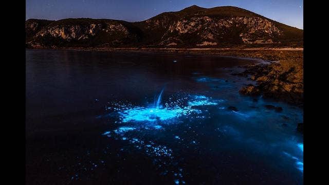 Stunning bioluminescence lights up Tasmanian beaches