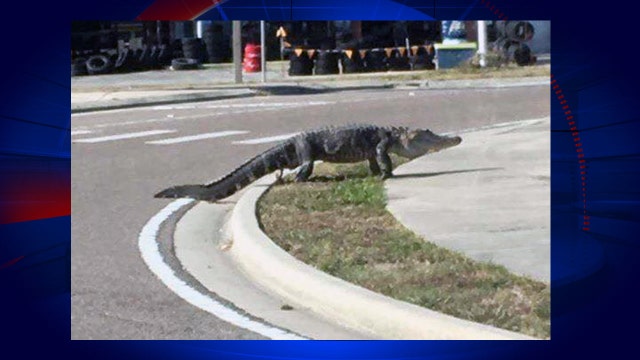Large alligator crosses busy Tavares road