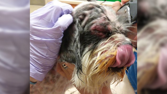 Dog doused in accelerant found wandering streets in Pasco County