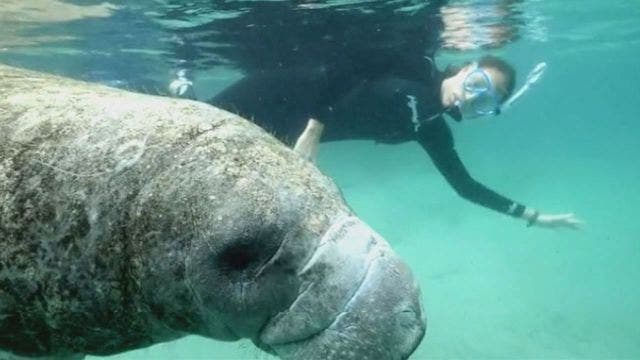 For information on "The Forgotten Coast" documentary