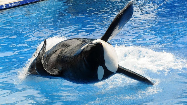 Tilikum, SeaWorld orca that killed trainer, has died