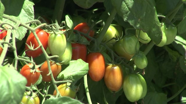 At Ruskin tomato festival, a celebration of days gone by