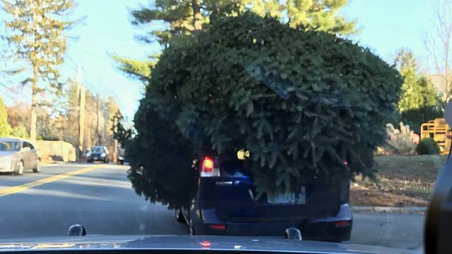 Police stop car with massive Christmas tree on top