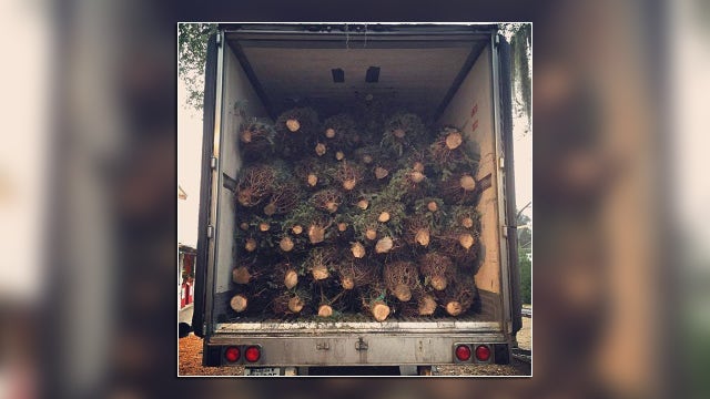 A morning at Ergle Christmas Tree Farm