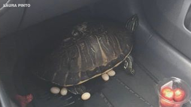 Injured, rescued turtle lays eggs in rescuer's car