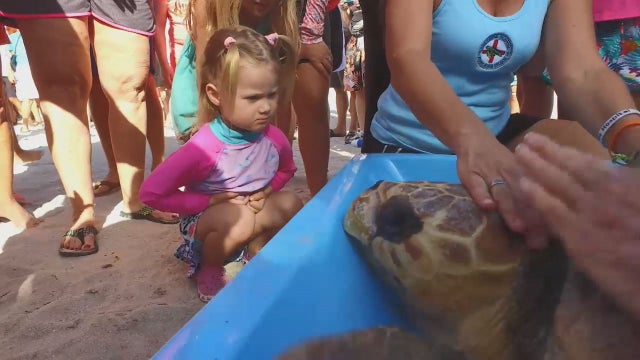 125-pound loggerhead turtle released back into the ocean