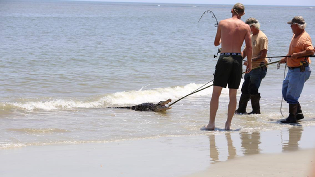 Gator captured on Georgia beach killed; head to be mounted