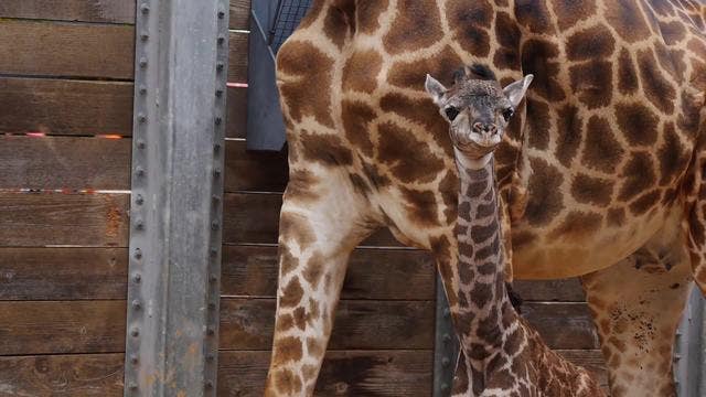 Baby Masai Giraffe is born at the Houston Zoo