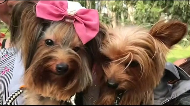 Puppy love: Dogs marry in mass pet wedding in time for Valentine's Day