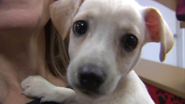 Hurricane Harvey pet help