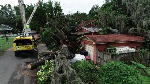 After giant tree topples, an even bigger clean-up job