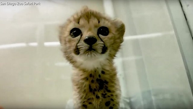 Cheetah cub siblings play in nursery at San Diego Zoo Safari Park