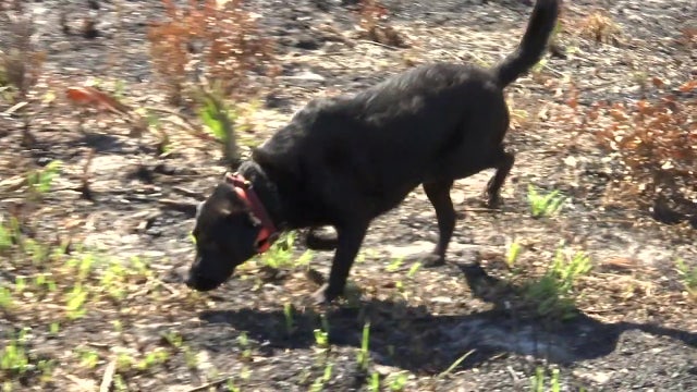 K-9s get search-and-rescue training in Sarasota