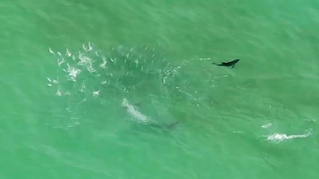 Dolphin mom and newborn calf chase fish in St. Pete