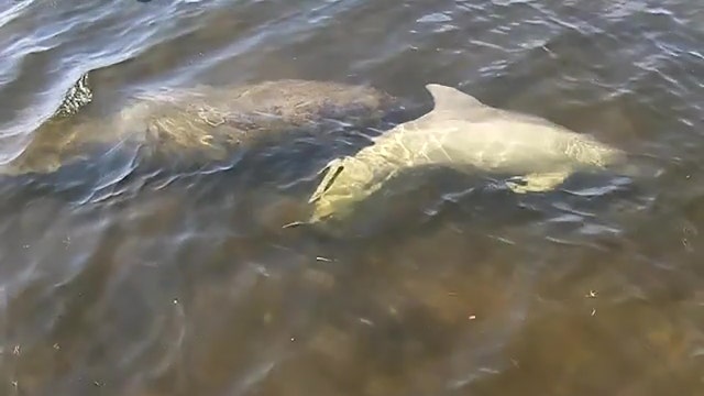 Manatees and dolphin swim together near Weeki Wachee