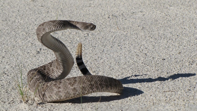 Florida man bitten on tongue by rattlesnake