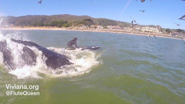 Whale bumps into paddleboarder off Half Moon Bay coast