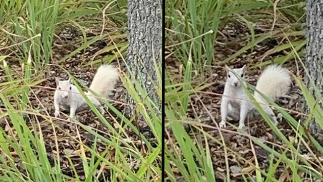 Rare white squirrel spotted in Sarasota