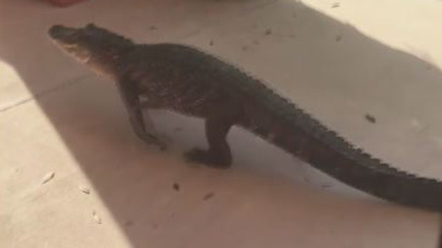 WATCH: Window-shopping gator in Flagler Beach