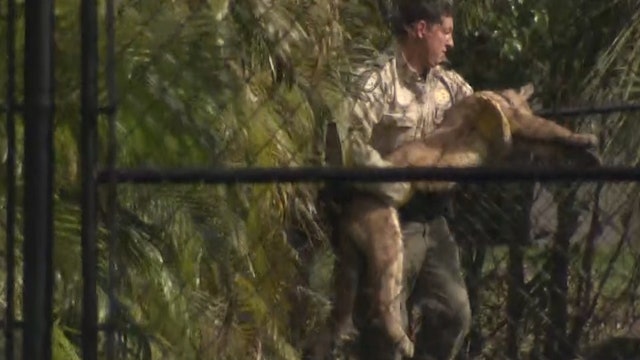 Panther wearing collar captured in South Florida